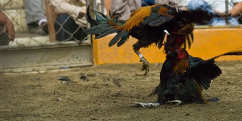 23 vảy gà xấu - Giáp bát khai vuông